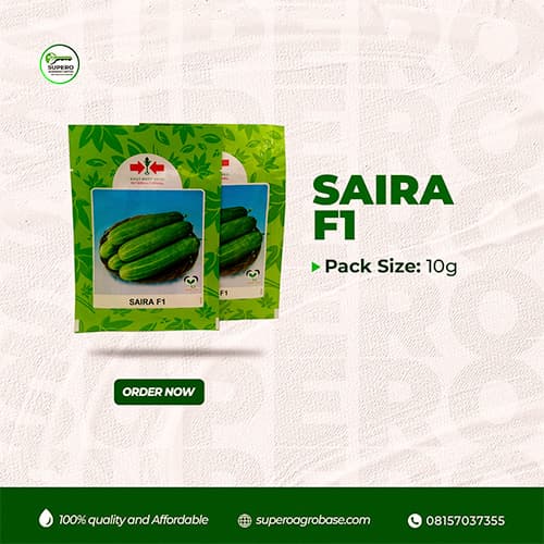 Saira F1 - Seeds