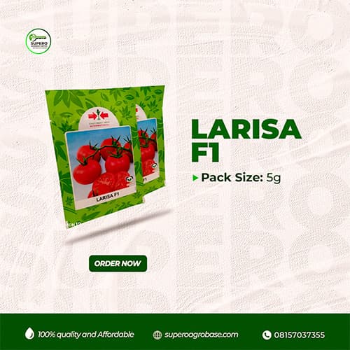 Larisa F1 - Seeds