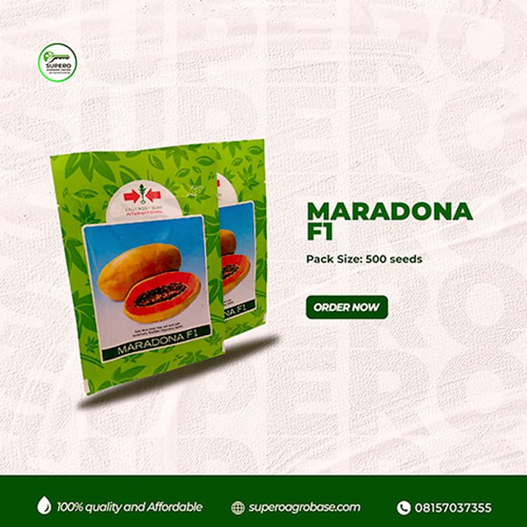 Maradona F1 - Seeds
